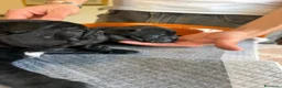 Bulldog Francese cani in vendita: bulldog francese  - Annuncio 17