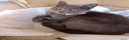 Certosino gatti in vendita: Certosini  - Annuncio 1
