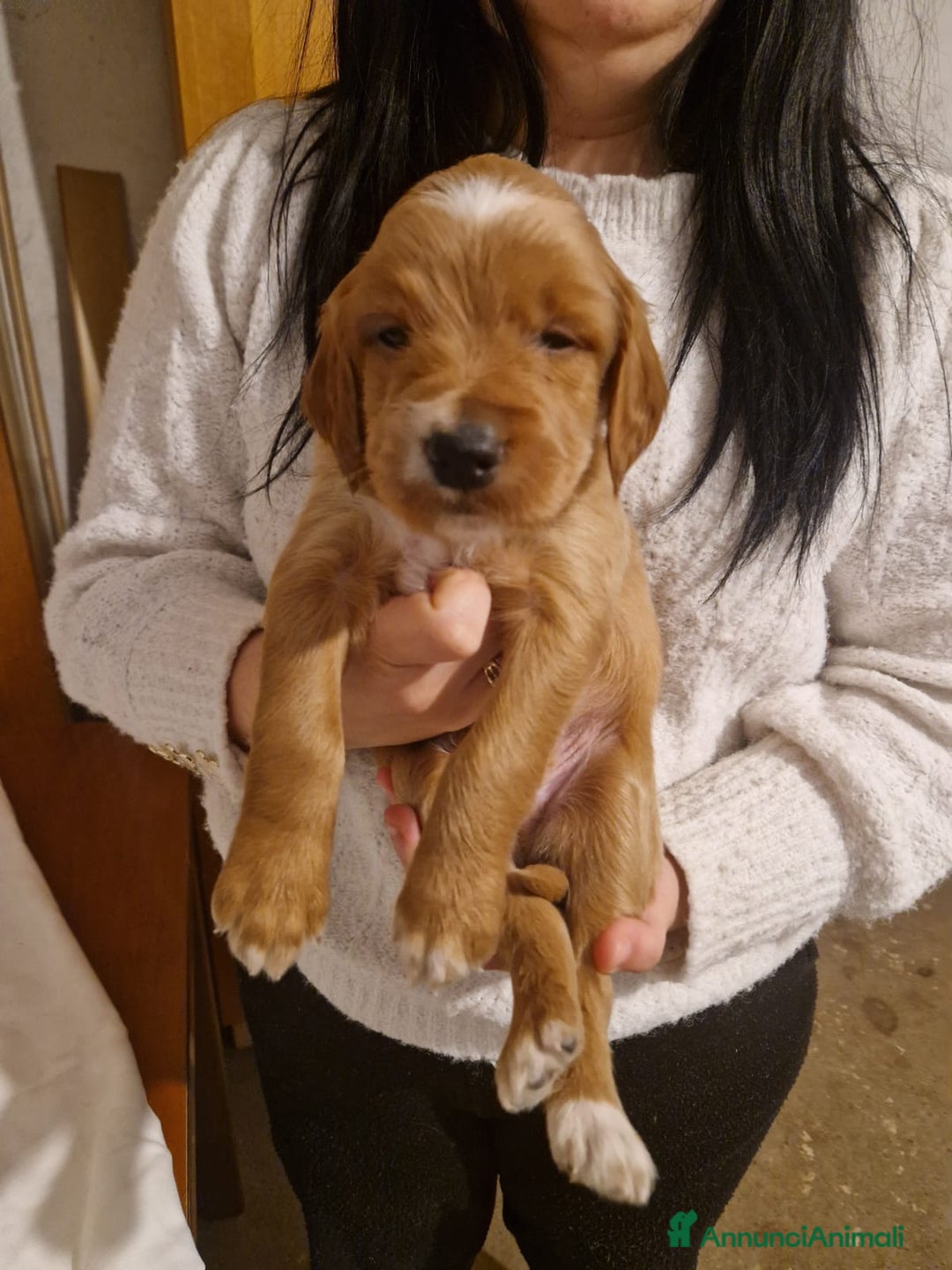 Setter Irlandese cani in vendita: Cuccioli di Setter Irlandese - Annuncio 5