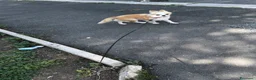 Chihuahua cani in vendita: Chihuahua a Città metropolitana di Roma Capitale - Annuncio 3