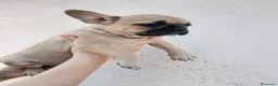 Bulldog Francese cani in vendita: Bulldog Francese  - Annuncio 2