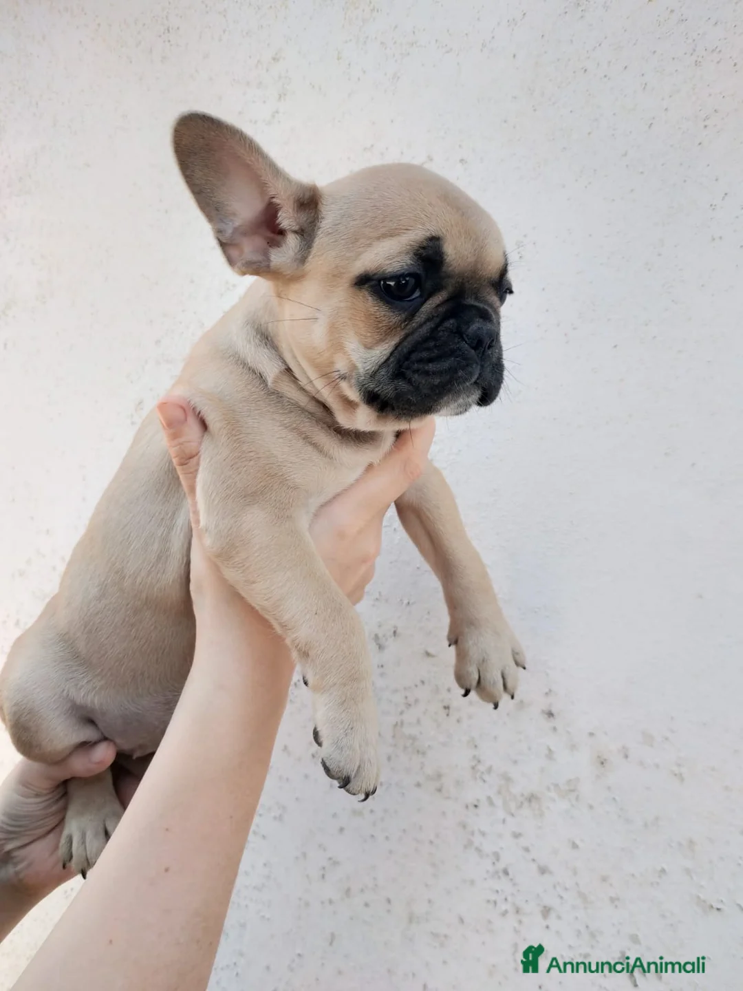 Bulldog Francese cani in vendita: Bulldog Francese  - Annuncio 2