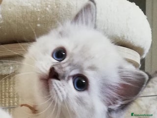 Ragdoll gatti Bellissimi cuccioli Ragdoll a Provincia di Bergamo - Annuncio 20