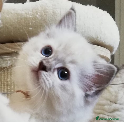 Ragdoll gatti a Provincia di Bergamo - Annuncio 11