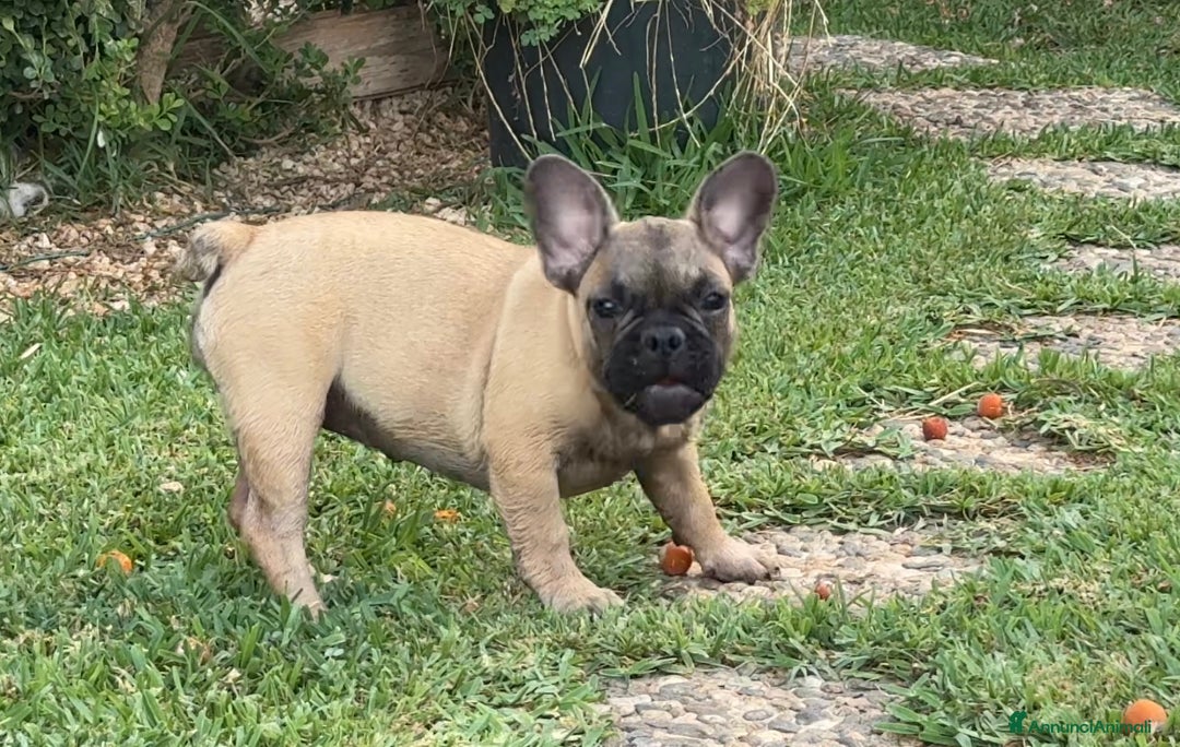 Bulldog Francese cani in vendita: Bulldog francese femmina fulva a Città metropolitana di Milano - Immagine 9