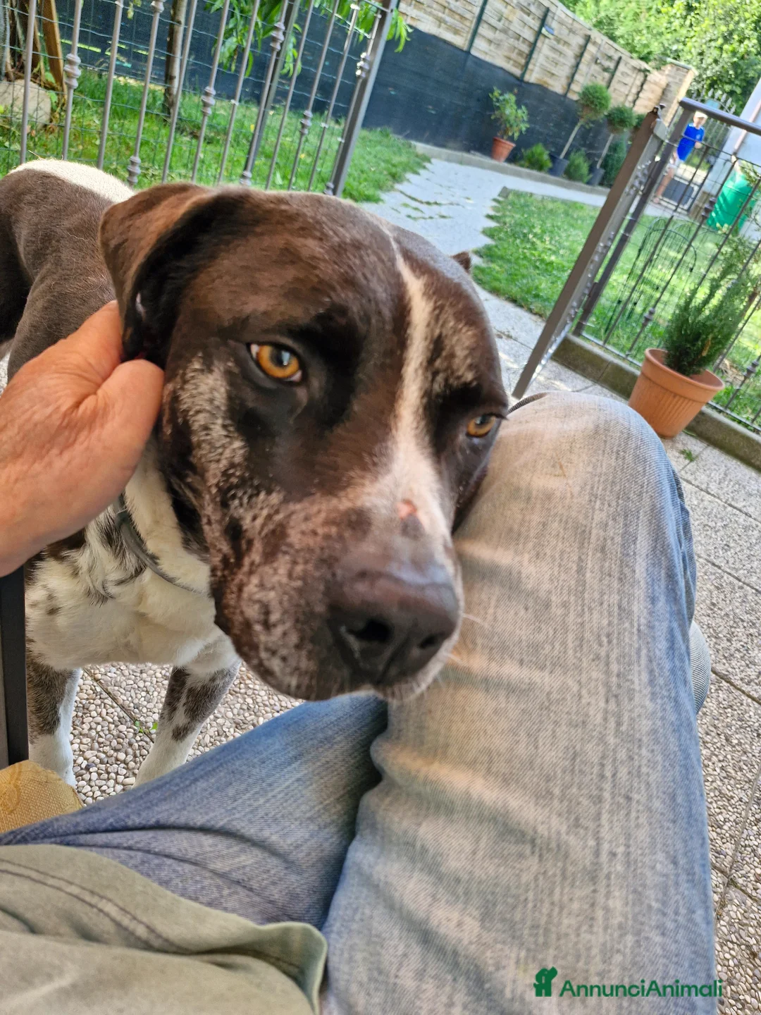 Meticcio cani in regalo: cessione di proprietà a Città Metropolitana di Torino - Annuncio 3