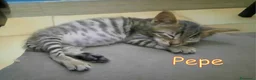 Europeo gatti in regalo: DOLCISSIMO GATTINO DI 45 GIORNI a Città metropolitana di Roma Capitale - Annuncio 4