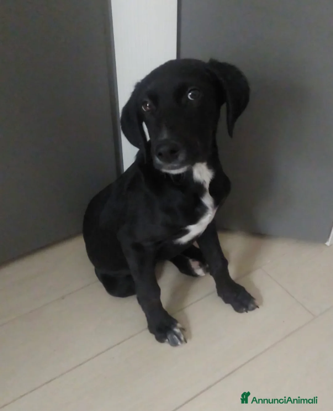 Meticcio cani in regalo: Ciccia la cucciola con la stellina bianca - Annuncio 2