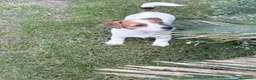 Jack Russell cani in vendita: Jack Russell  a Provincia di Vicenza - Annuncio 5