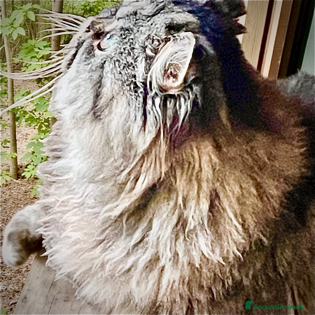 Persiano gatti in vendita: gatto persiano tabby con pedigree - Annuncio 2