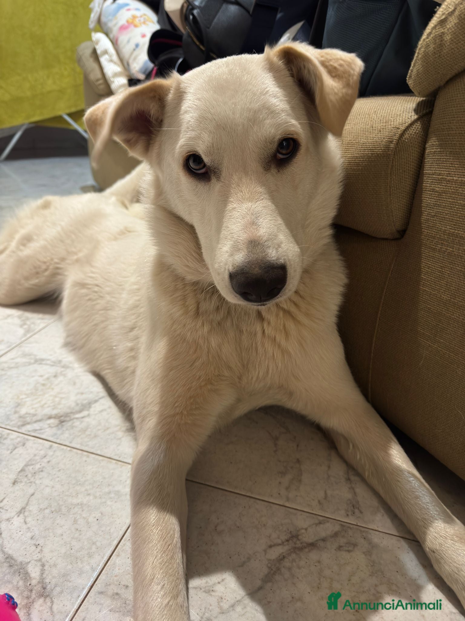 Meticcio cani in regalo: Pan cucciola di 11 mesi - Annuncio 1