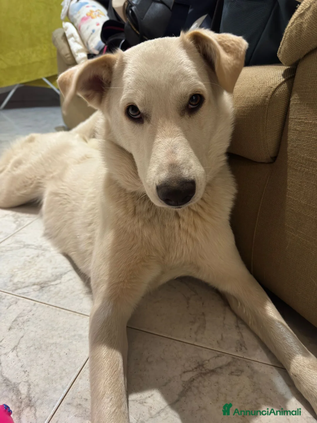 Meticcio cani in regalo: Pan cucciola di 11 mesi - Annuncio 1