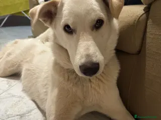 Meticcio cani in regalo: Pan cucciola di 11 mesi - Annuncio 1