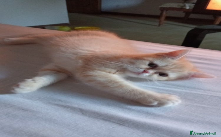 Scottish gatti a Provincia di Modena - Annuncio 13