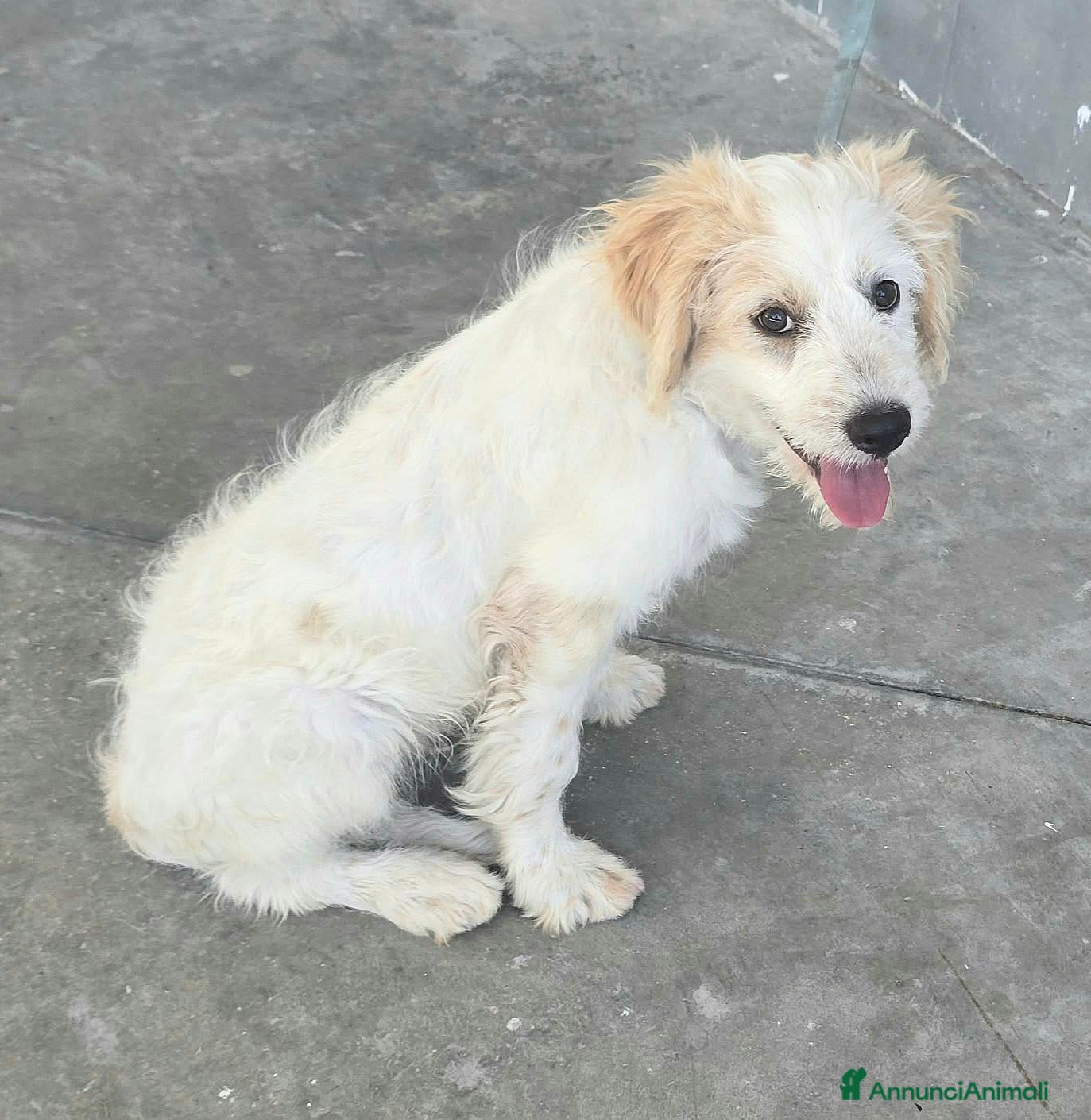Meticcio cani Oliver 4 mesi taglia media contenuta  - Annuncio 17