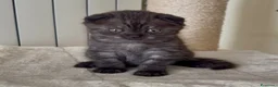 Scottish gatti in vendita: Scottish fold e straight  - Annuncio 14