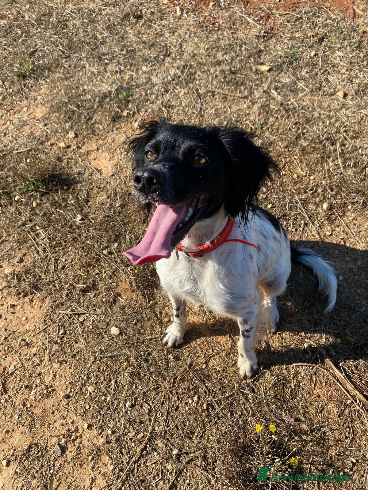 Breton cani Cloe Bretoncina 3anni ok gatti SOS CASA LECCE - Annuncio 3