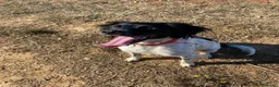 Breton cani in regalo: Cloe Bretoncina 3anni ok gatti SOS CASA LECCE - Annuncio 1