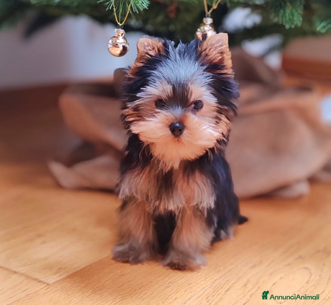 Yorkshire cani in vendita: CUCCIOLO YORKSHIRE CON PEDIGREE - Annuncio 4