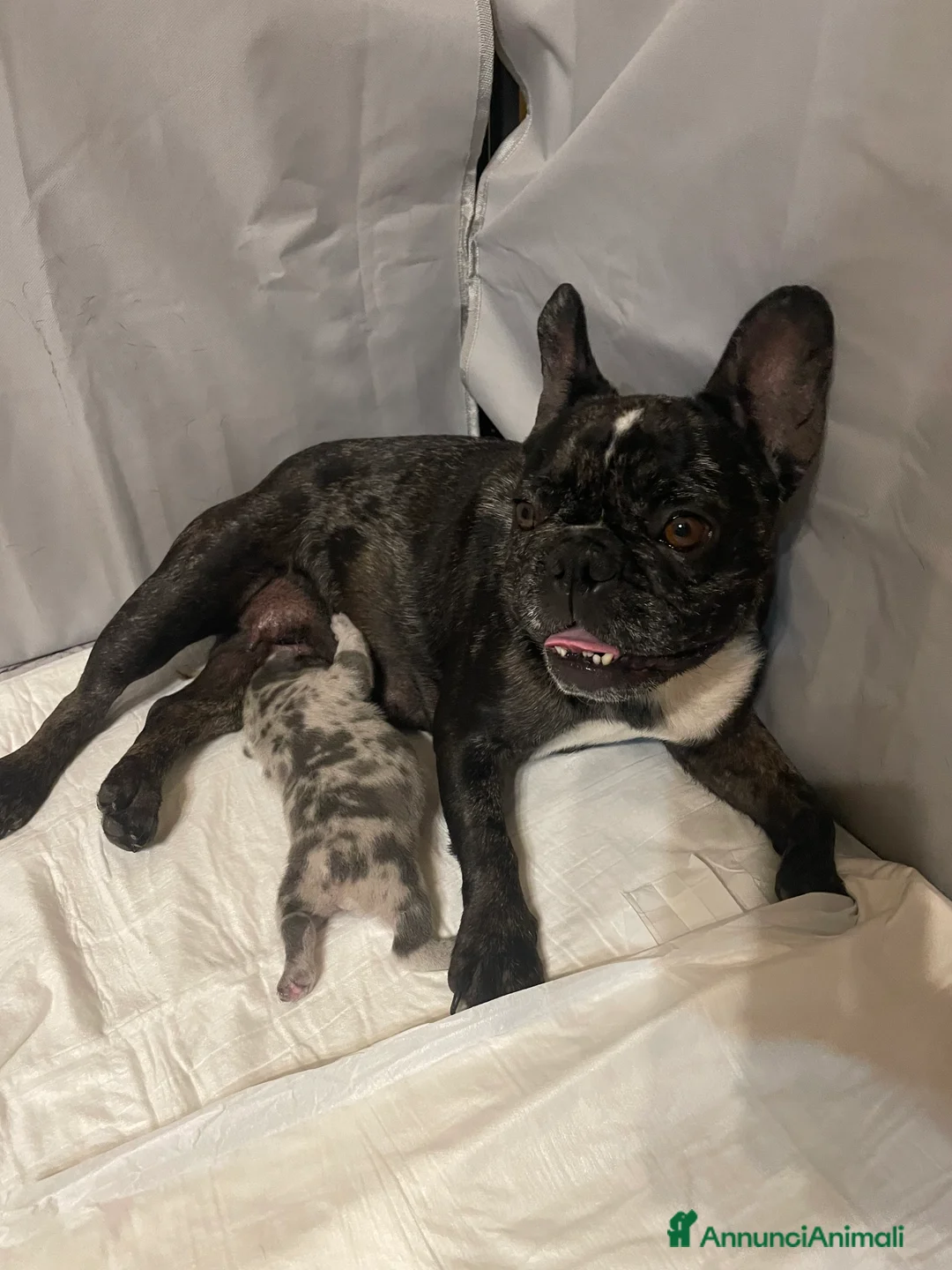 Bulldog Francese cani in vendita: Cuccioli Bulldog francese  - Annuncio 2