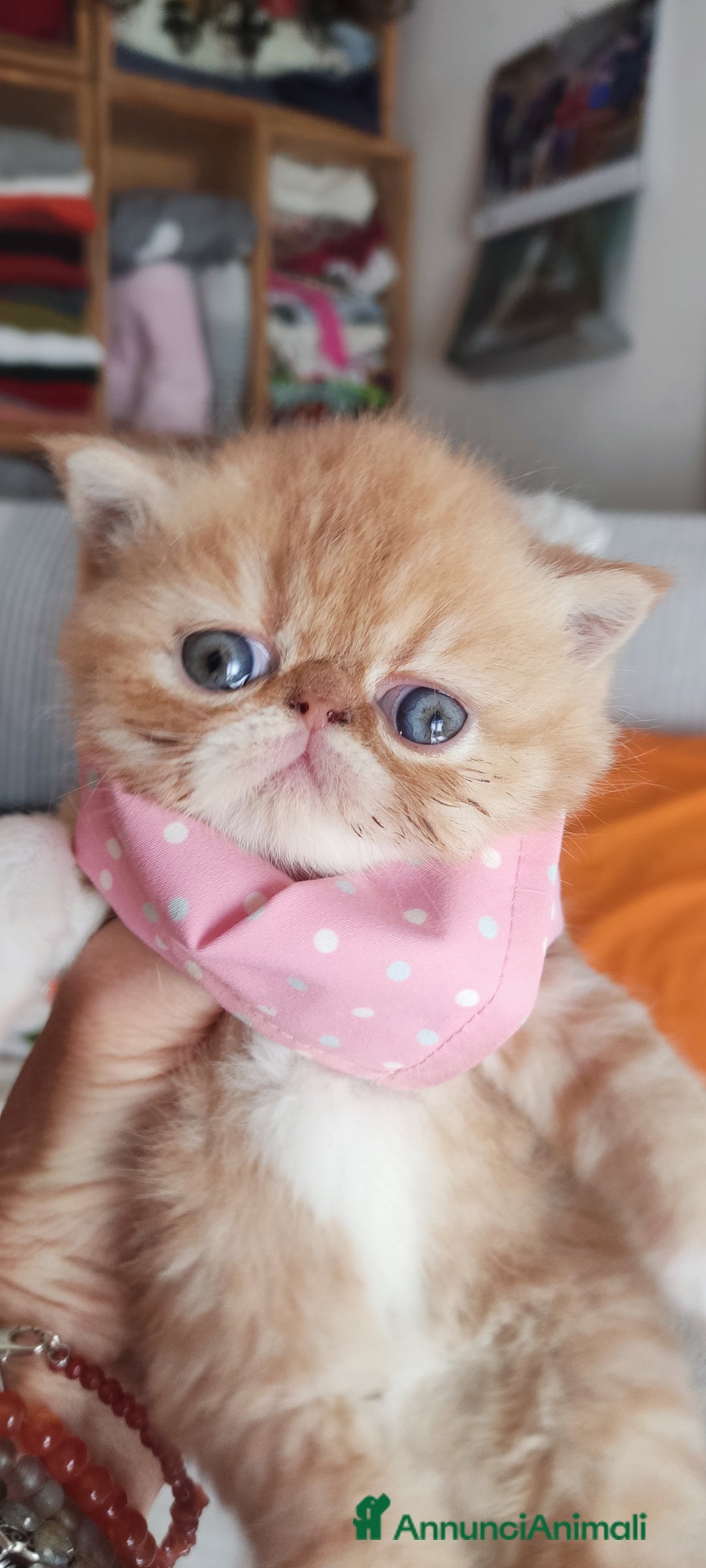 Exotic Shorthair gatti in vendita: Cuccioli gatto Exotica short hair - Annuncio 9