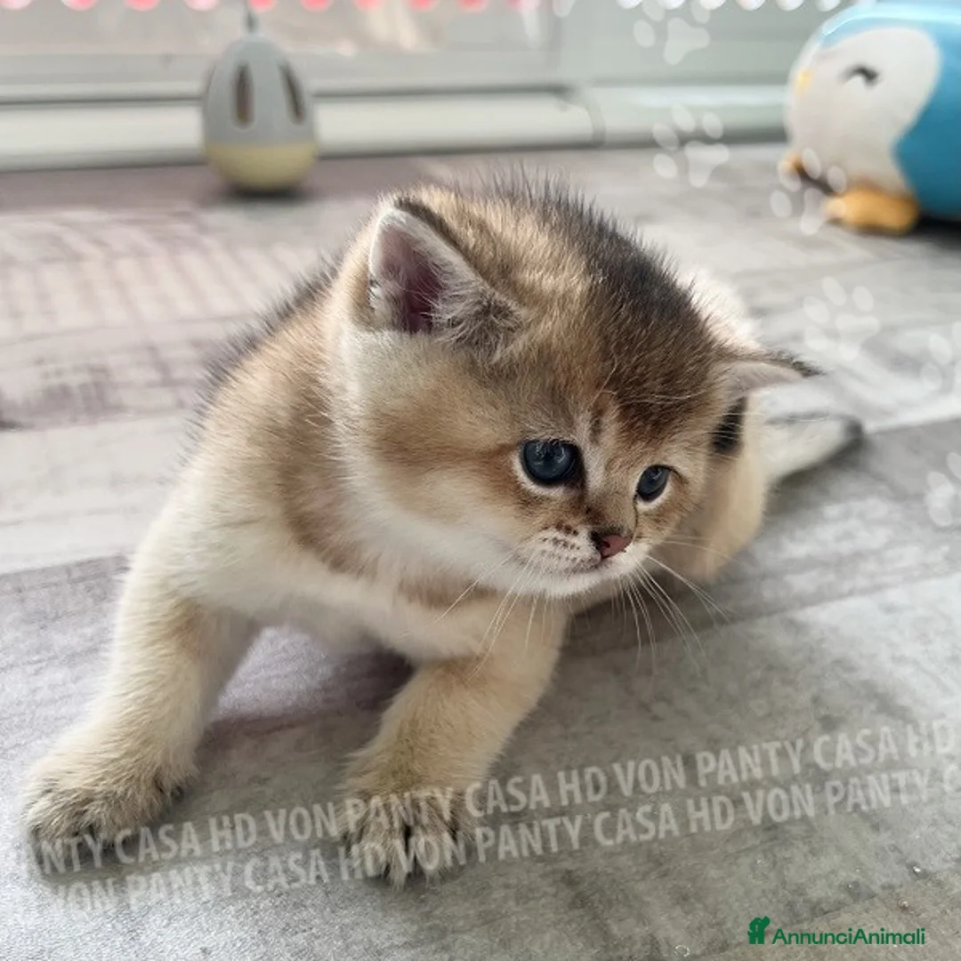 British gatti in vendita: Cuccioli British Shorthair  - Annuncio 16