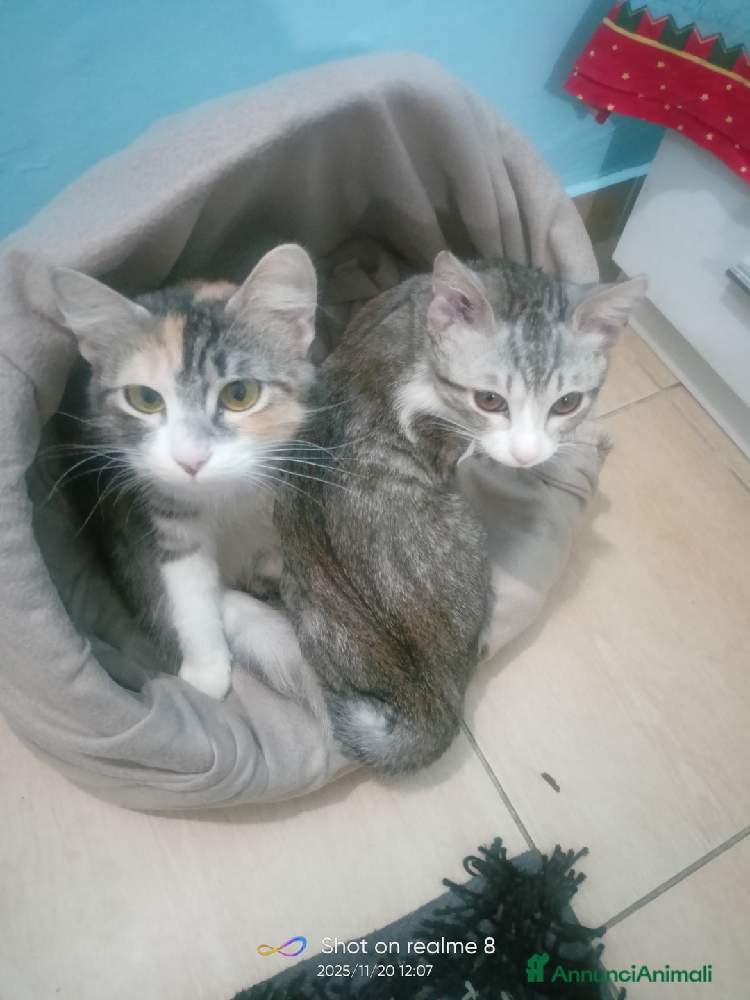 Altre razze gatti in regalo: Gatti  - Annuncio 2