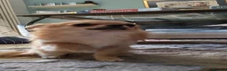 Chihuahua cani per accoppiamento: Chihuahua maschio cerca femmina per accoppiamento  a Provincia di Forlì-Cesena - Annuncio 3
