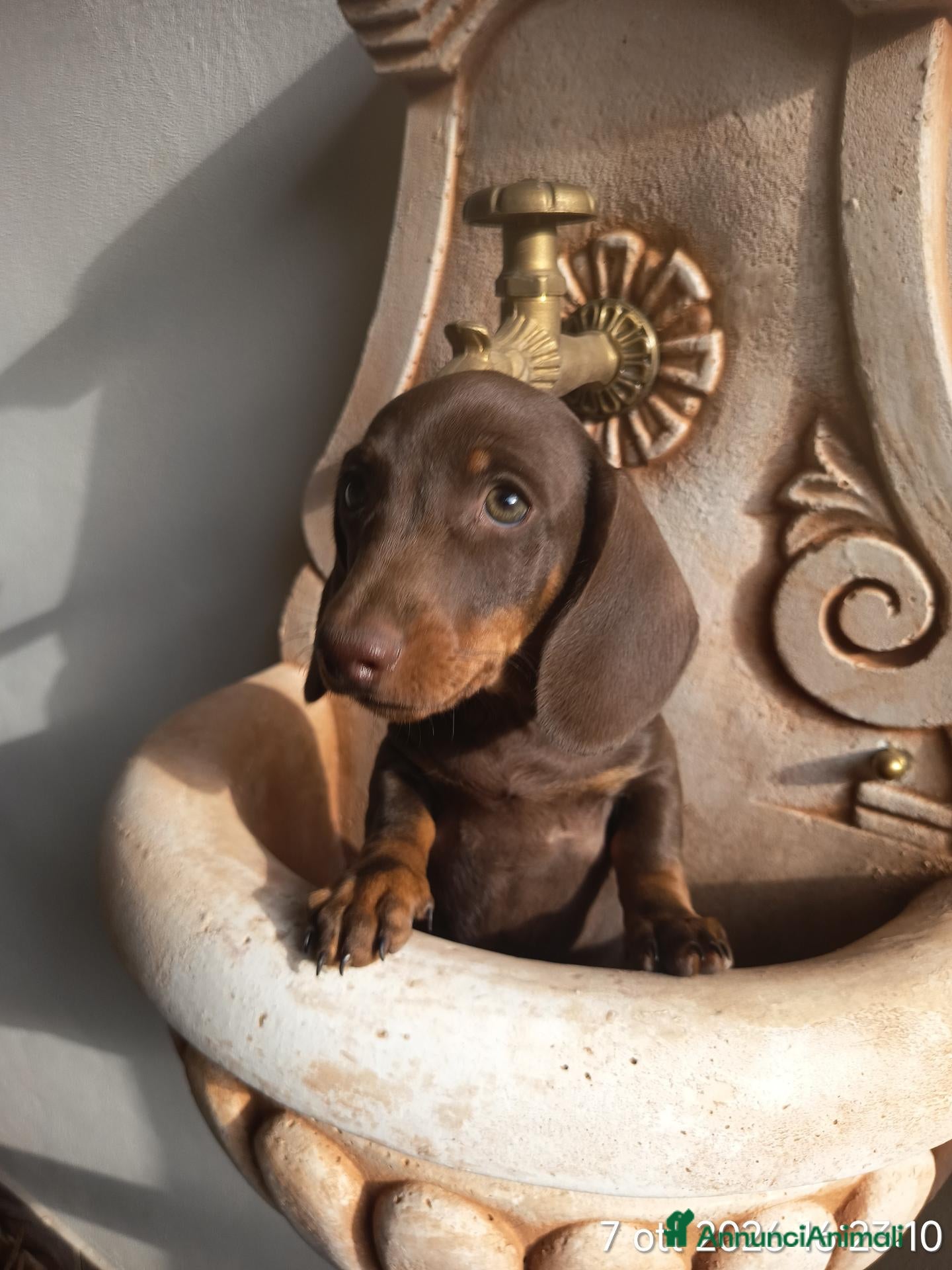 Bassotto cani Cucciolo di bassotto tedesco con Pedigree Enci/Fci - Annuncio 5