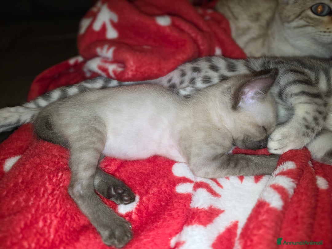 Bengala gatti in vendita: Cucciolo gatto bengala  - Annuncio 17