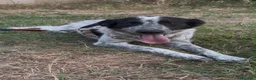 Meticcio cani in regalo: SERENA 🩷 QUESTO SORRISO MERITA UNA CASA 🙏🏻🥹 a Provincia di Reggio Emilia - Annuncio 2