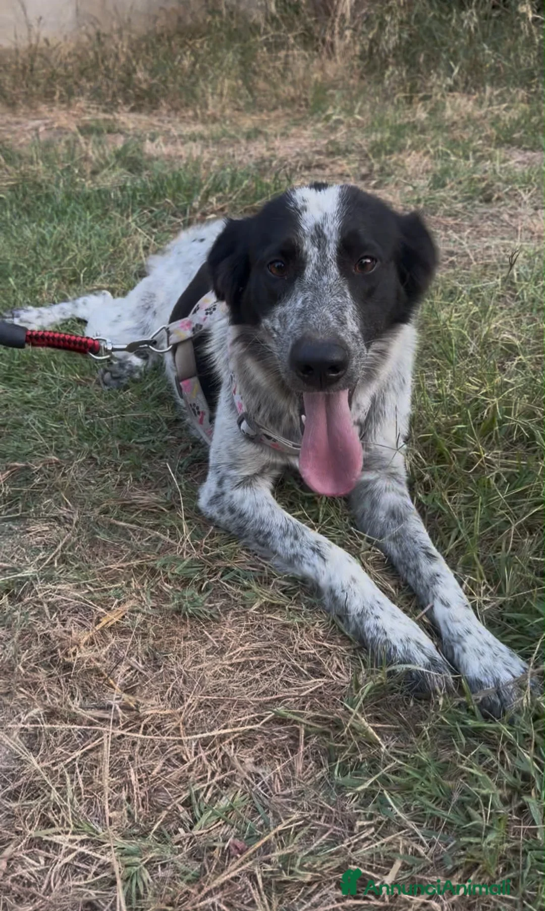 Meticcio cani in regalo: SERENA 🩷 QUESTO SORRISO MERITA UNA CASA 🙏🏻🥹 a Provincia di Reggio Emilia - Annuncio 2