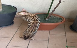Bengala gatti in vendita: Brown Spotted  a Città metropolitana di Milano - Immagine 9