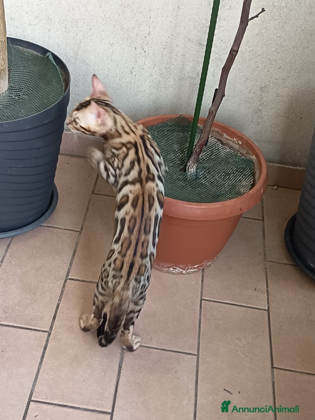 Bengala gatti in vendita: Brown Spotted  a Città metropolitana di Milano - Immagine 9