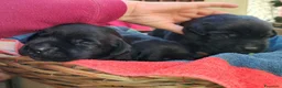 Labrador cani in vendita: Cuccioli neri di Labrador Retriever - Annuncio 3