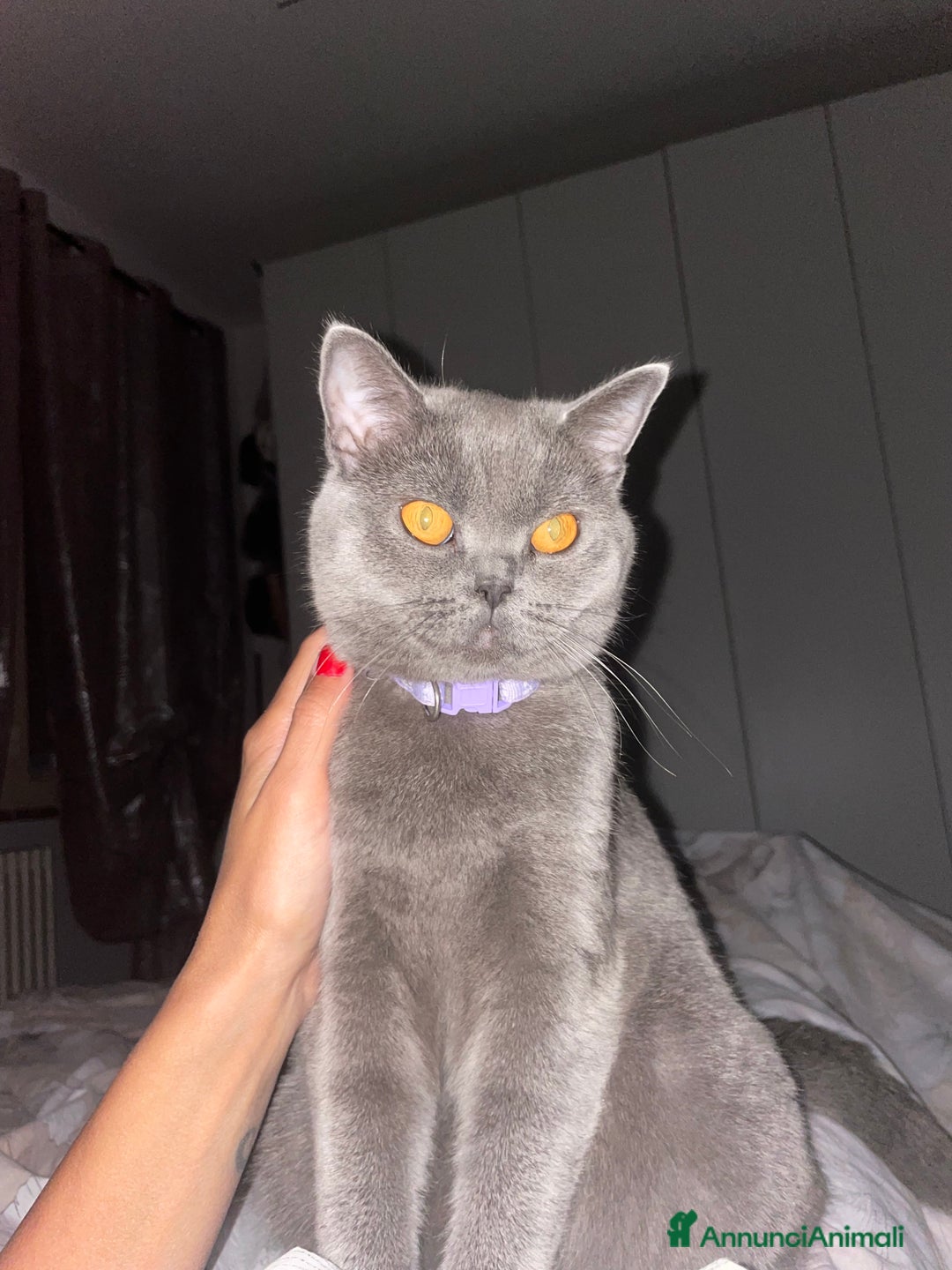 Scottish gatti per accoppiamento: Gattina Scottish cerca per accoppiamento  - Annuncio 2