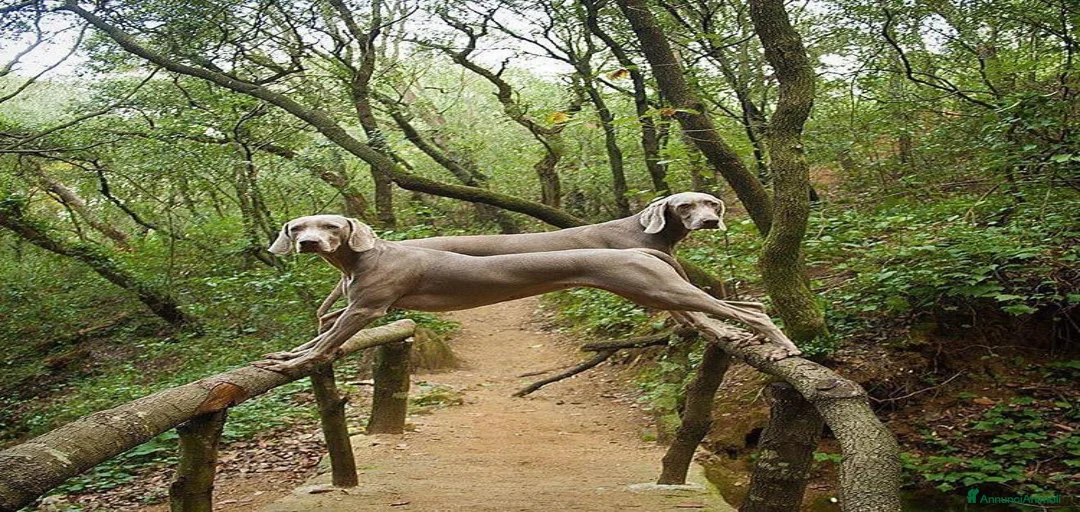 Immagine della galleria {{count}}