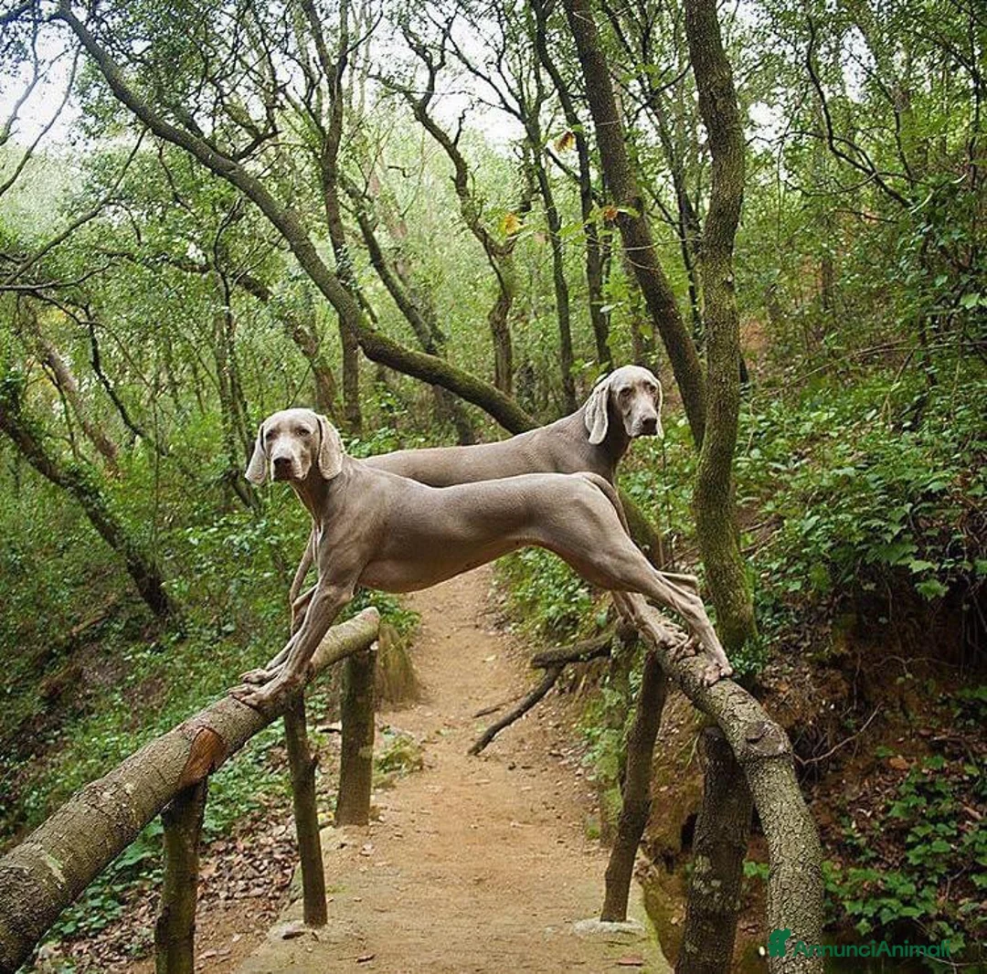 Immagine della galleria {{count}}