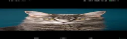 Maine Coon gatti in vendita: Cuccioli Maine coon  - Annuncio 28
