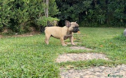 Bulldog Francese cani in vendita: Bulldog francese femmina fulva a Città metropolitana di Milano - Immagine 10