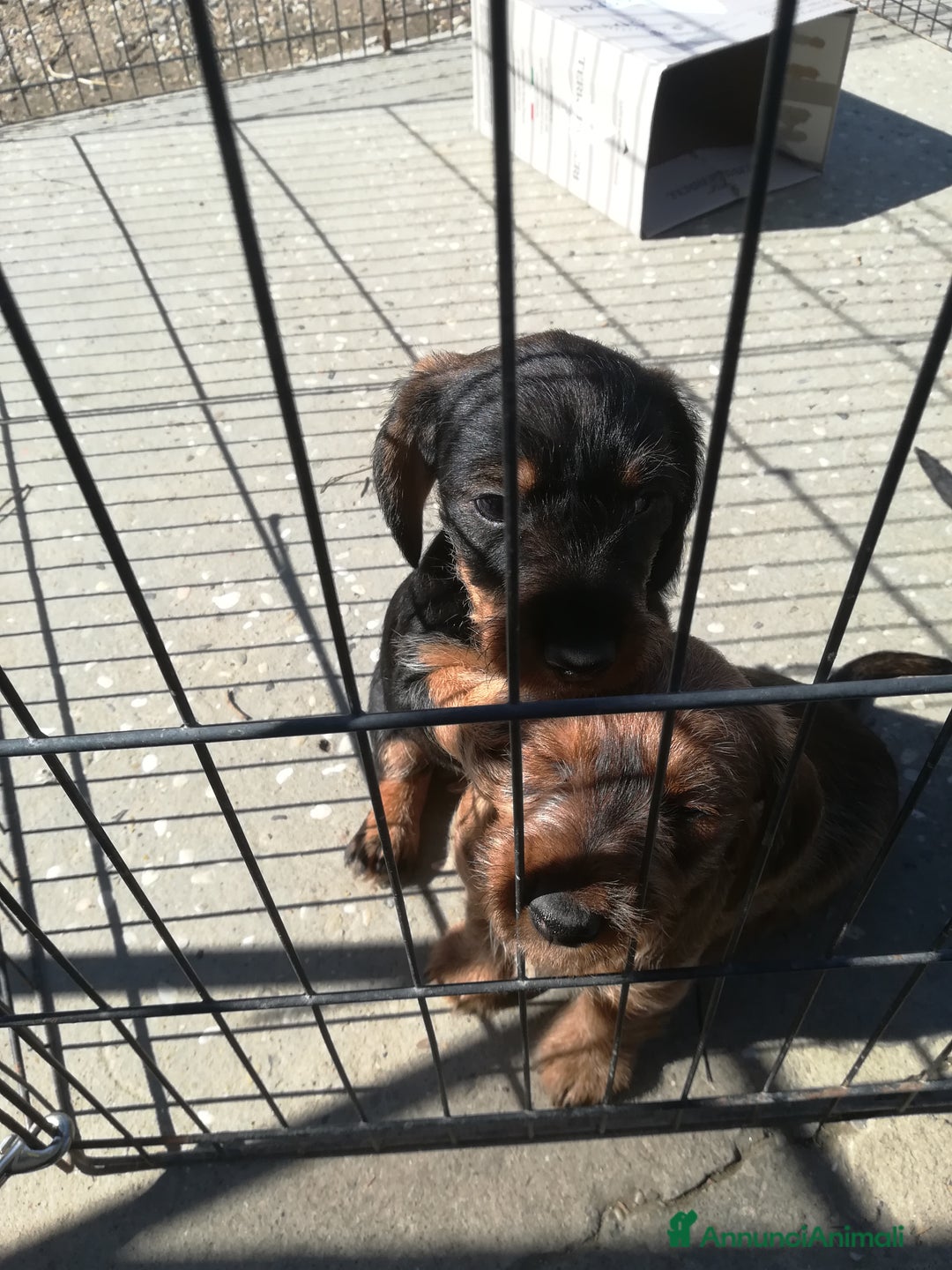 Bassotto cani in vendita: Bassotto pelo duro  - Annuncio 29