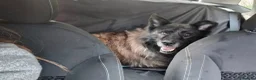 Meticcio cani in regalo: Markus bellissimo mix pastore belga a Città metropolitana di Milano - Annuncio 10