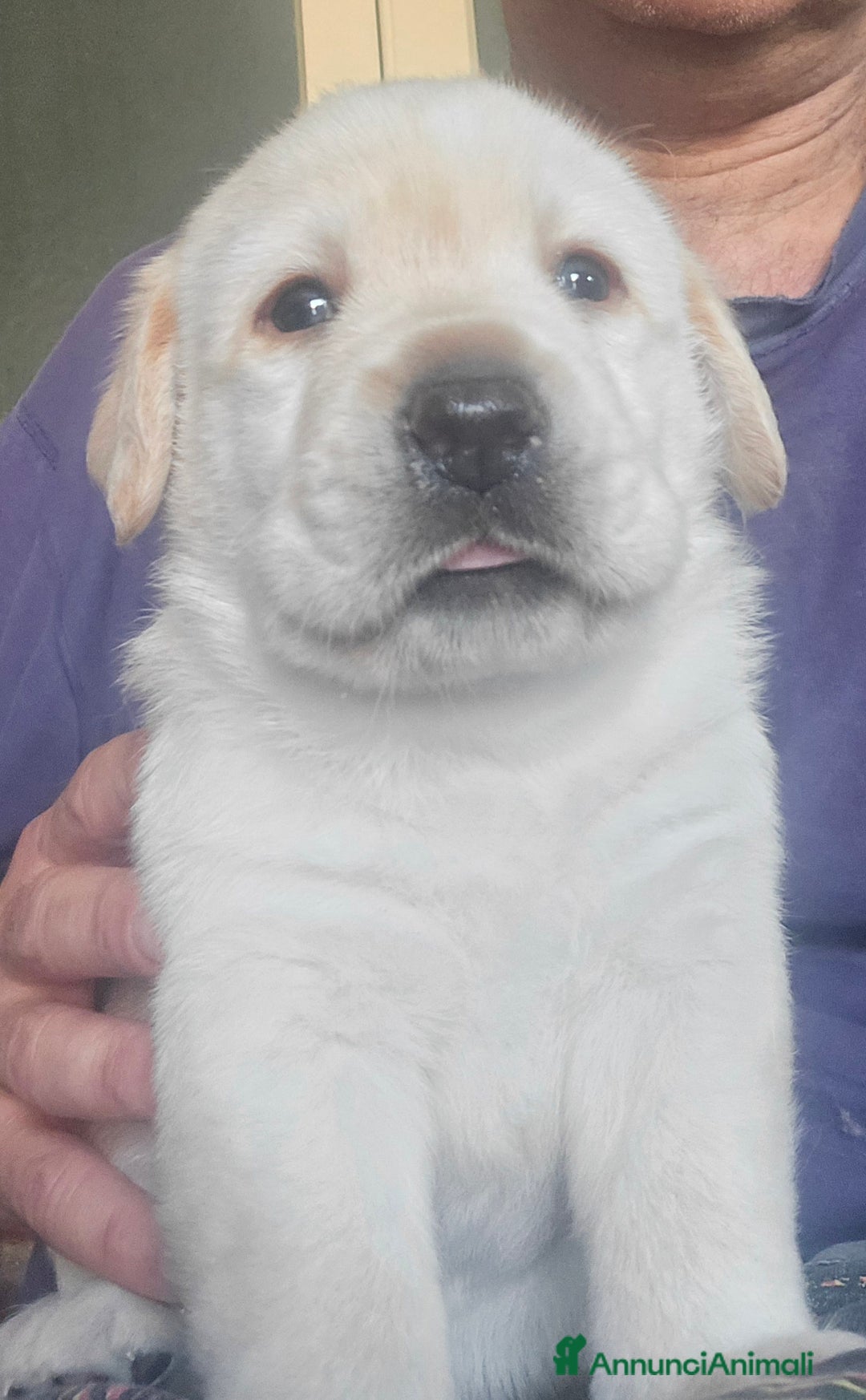 Labrador cani in vendita: Cuccioli Labrador  a Provincia di Perugia - Immagine 16