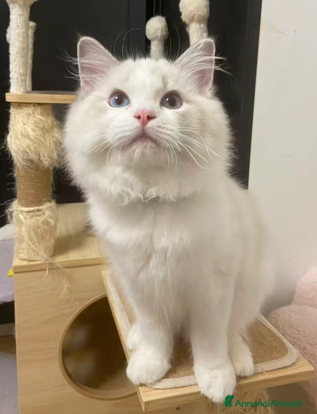 Ragdoll gatti in vendita: Cuccioli ragdoll - Annuncio 4