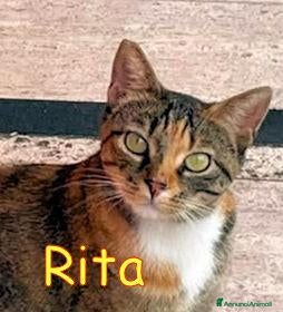 Europeo gatti  RITA MICINA DOLCISSIMA URGE ADOZIONE - Annuncio 32