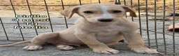 Meticcio cani in regalo: SERVONO ADOZIONI X SALVARLI  a Provincia di Modena - Annuncio 3