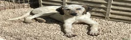 Meticcio cani in regalo: ADOTTACI - Annuncio 1