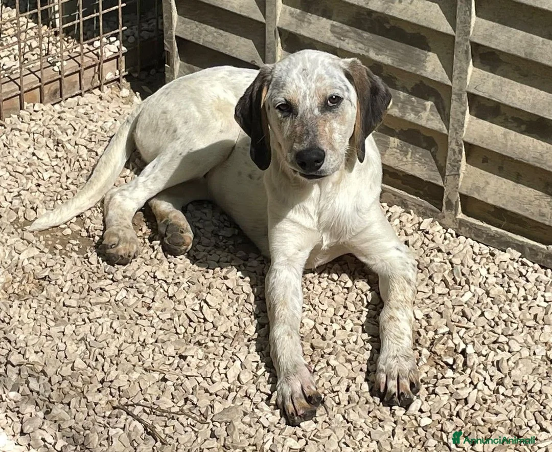 Meticcio cani in regalo: ADOTTACI - Annuncio 1