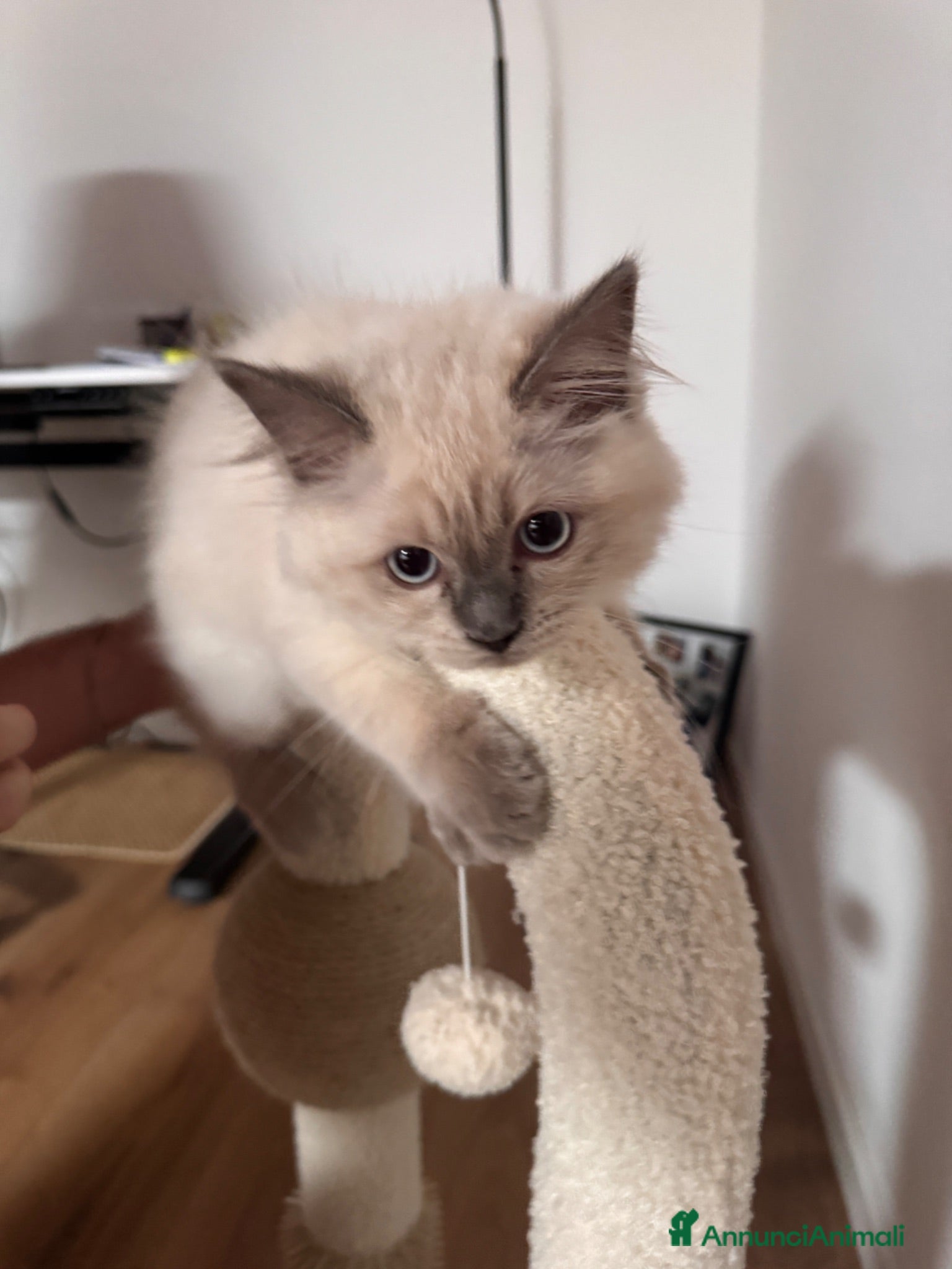 Ragdoll gatti Cucciolo maschio Ragdoll - Annuncio 6