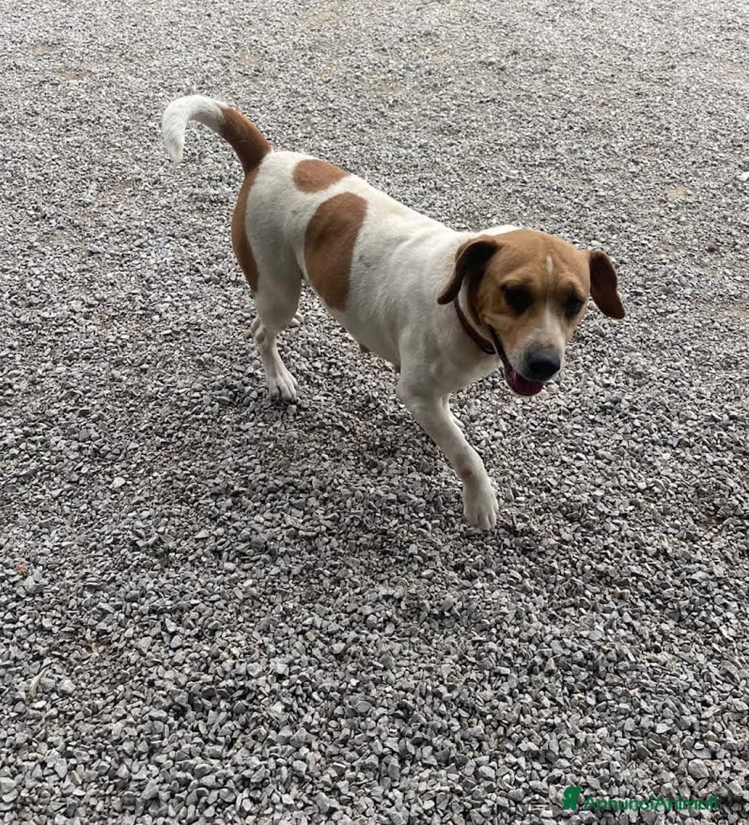 Beagle cani in regalo: 4 anni VENERA, simil beagle - Annuncio 6